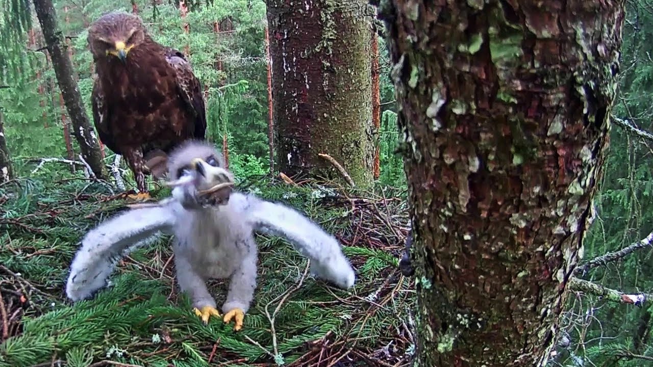LDF Mazais ērglis~Andris brings a little chick~8:39 am 2019/07/09