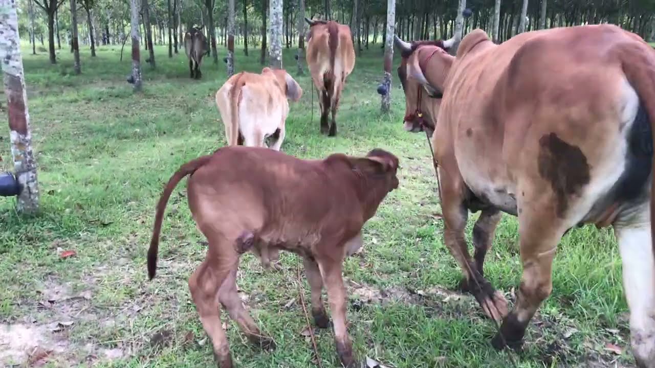 eating show /cow asmr