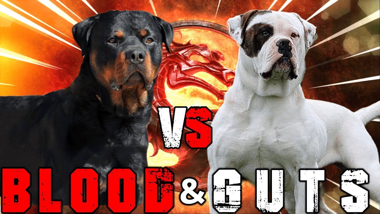 Rottweiler vs American Bulldog | American Bulldog vs Rottweiler | Powerful Guard Dog | Billa Boyka |