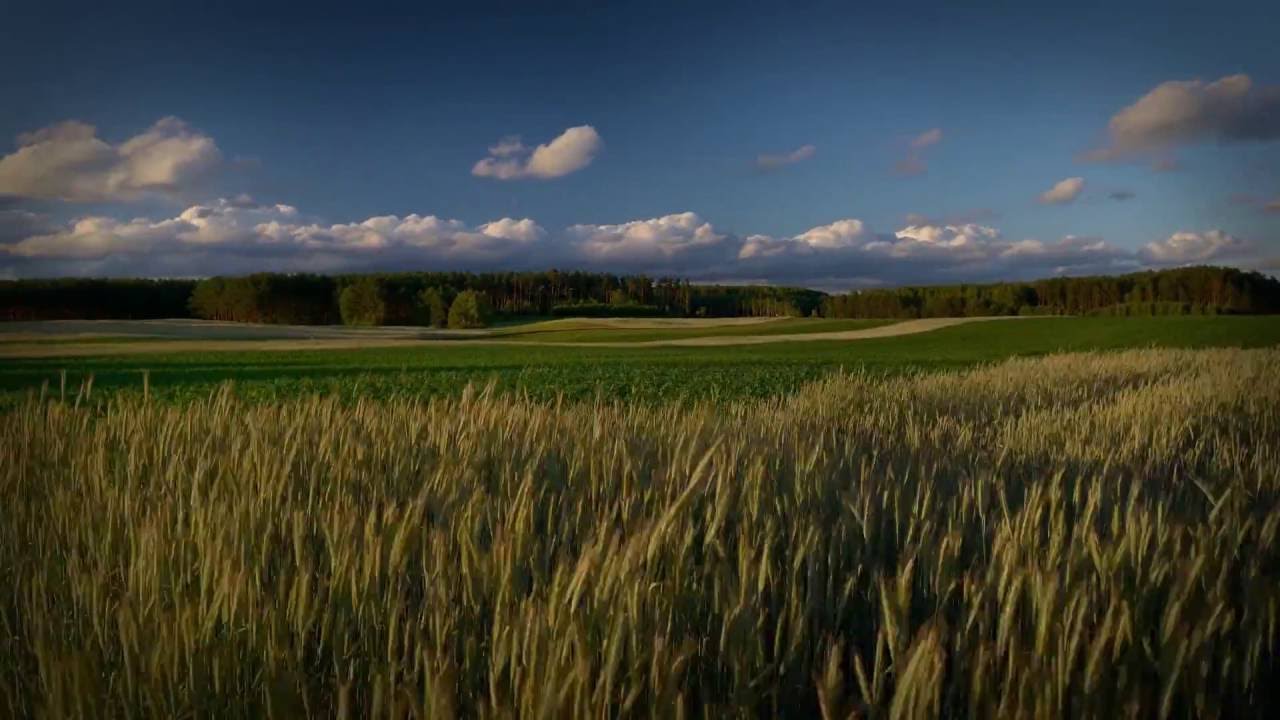 Tleń w Borach Tucholskich