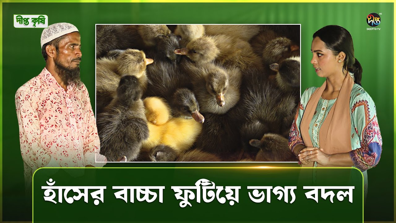 Deepto Krishi | হাঁসের বাচ্চা উৎপাদন করে বদলে গেছে নেত্রকোণার মদন উপজেলা কুটুরীকোনা গ্রাম | Duck
