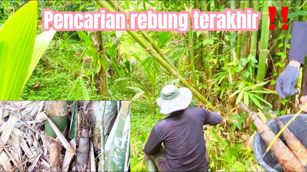 TERNYATA MUSIM REBUNG TELAH USAI🥺