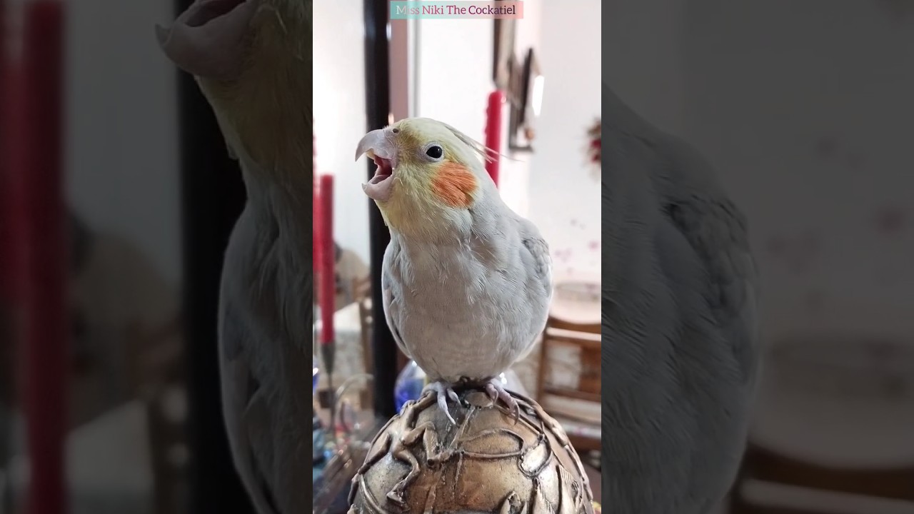 SCREAMING PARROT 🦜😍#shorts #parrot #birds #cockatiel