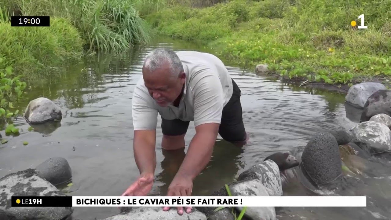 La saison des bichiques bat son plein à La Réunion.