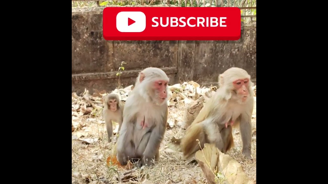 ❤️🙄 Monkey King full masti and❤️❤️❤️🙄🙄🙄🙄🙄🙄🙄