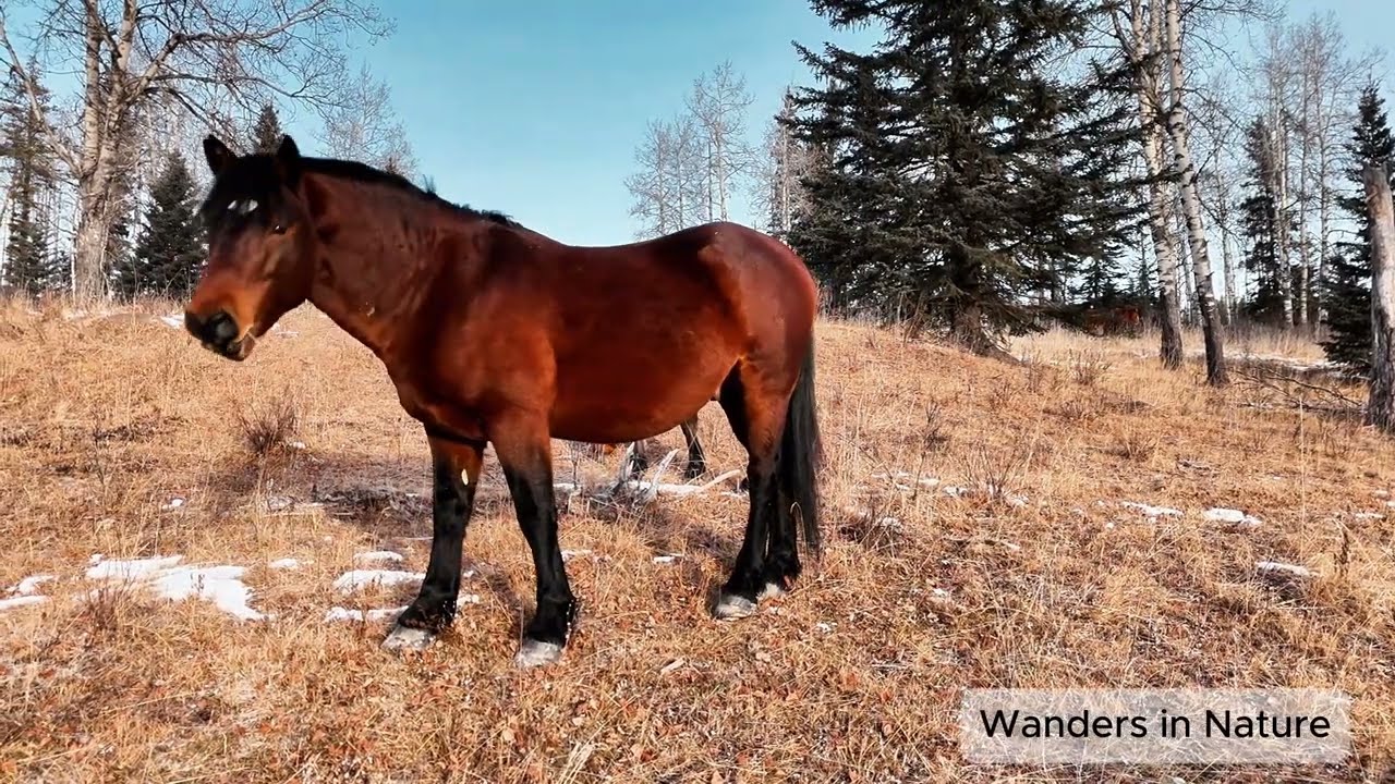 Keeping the Wild in the West | Wild Horses of Western Alberta
