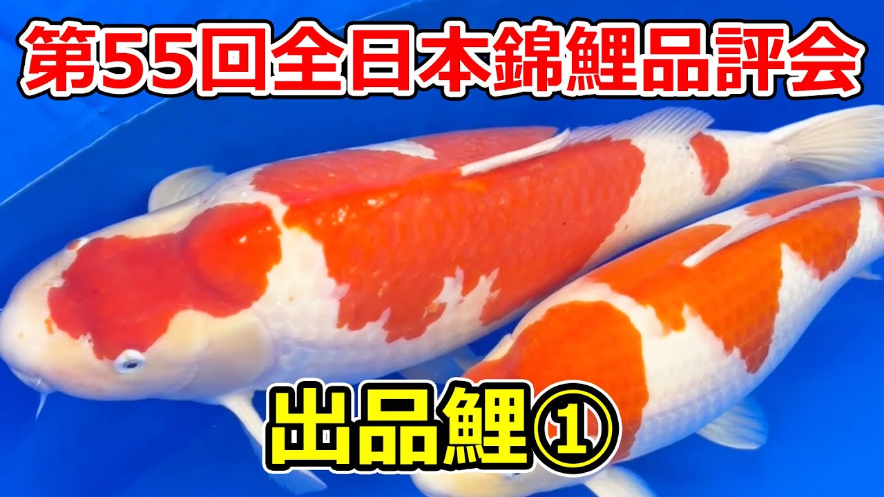 【全部撮る！】第55回全日本総合錦鯉品評会 2025【出品鯉】