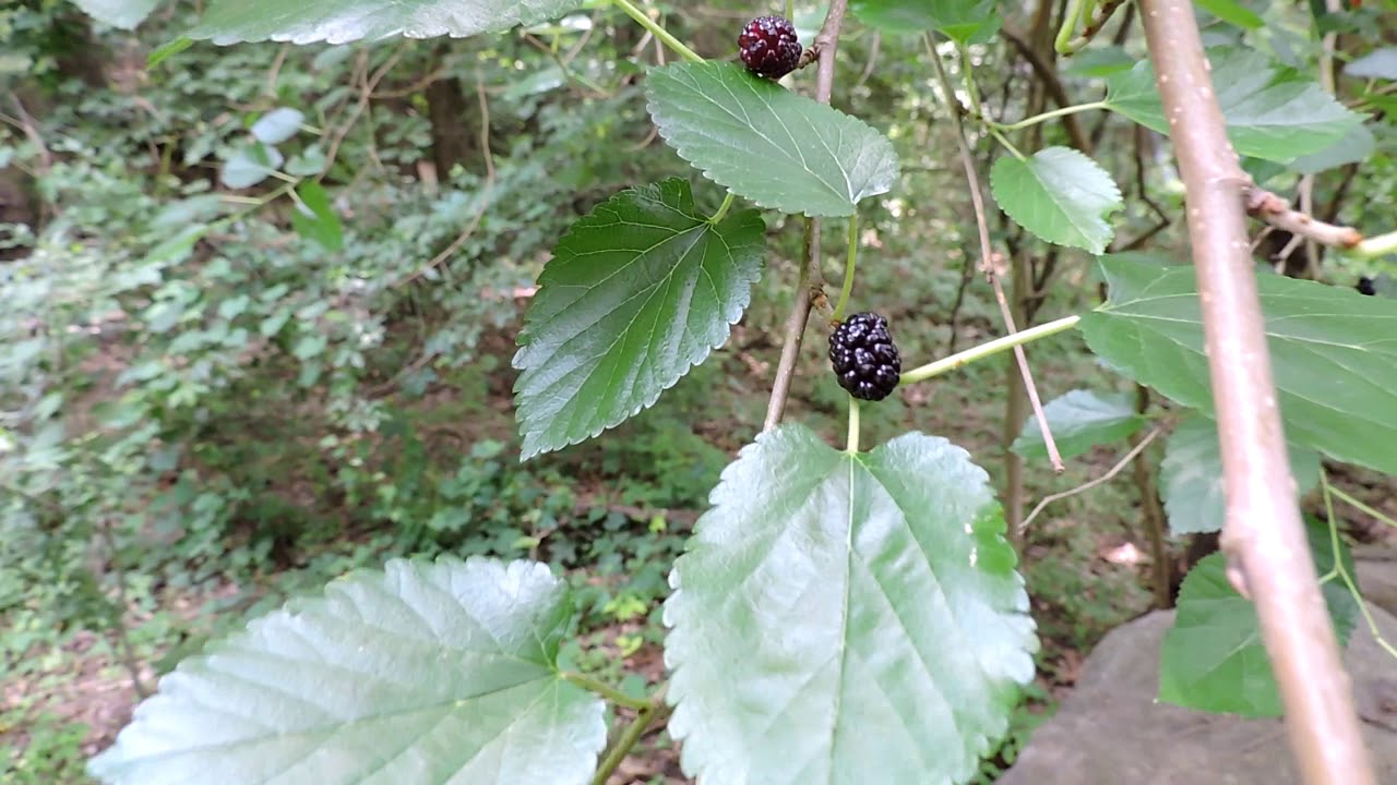 Capital Naturalist: White Mulberry