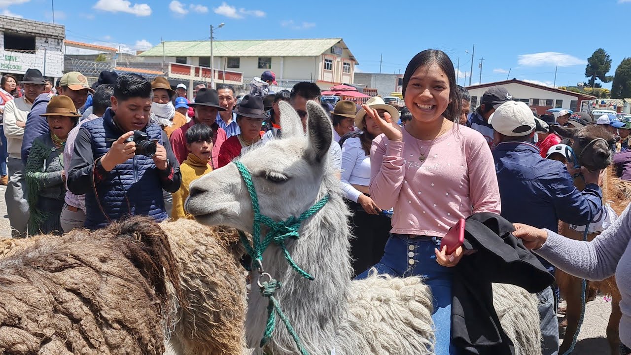 Primera Carrera de Llamas (Llamingos) Organizado: Gadmic. Saquisili Gad. Cochapamba Cotopaxi 2023