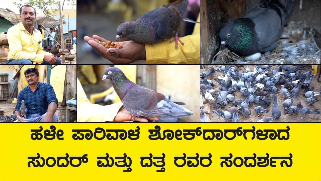 ಹಳೇ ಪಾರಿವಾಳ ಶೋಕ್ ದಾರ್ ಸುಂದರ್ ಮತ್ತು ದತ್ತ ರವರ ಸಂದರ್ಶನ | Pigeon