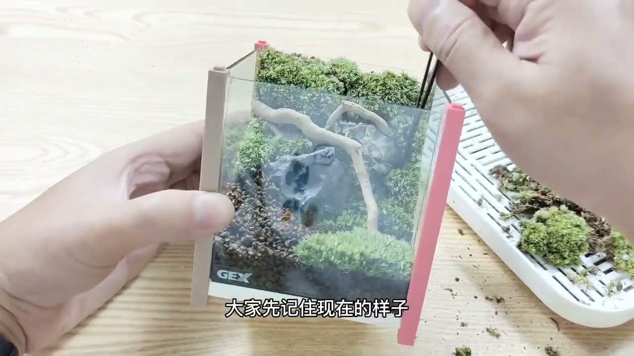 這可能是你看過最詳細的苔蘚微景觀教程This may be the most detailed moss landscape tutorial you have ever seen