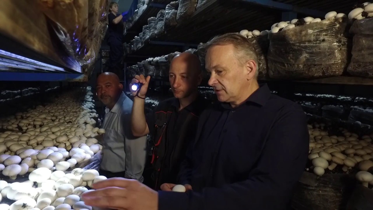 Carstvo šampinjona - Kovin