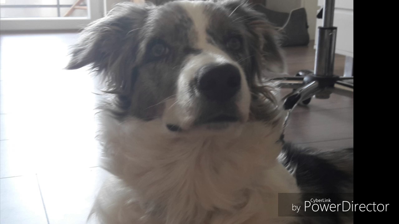 MEIN HUND STAN