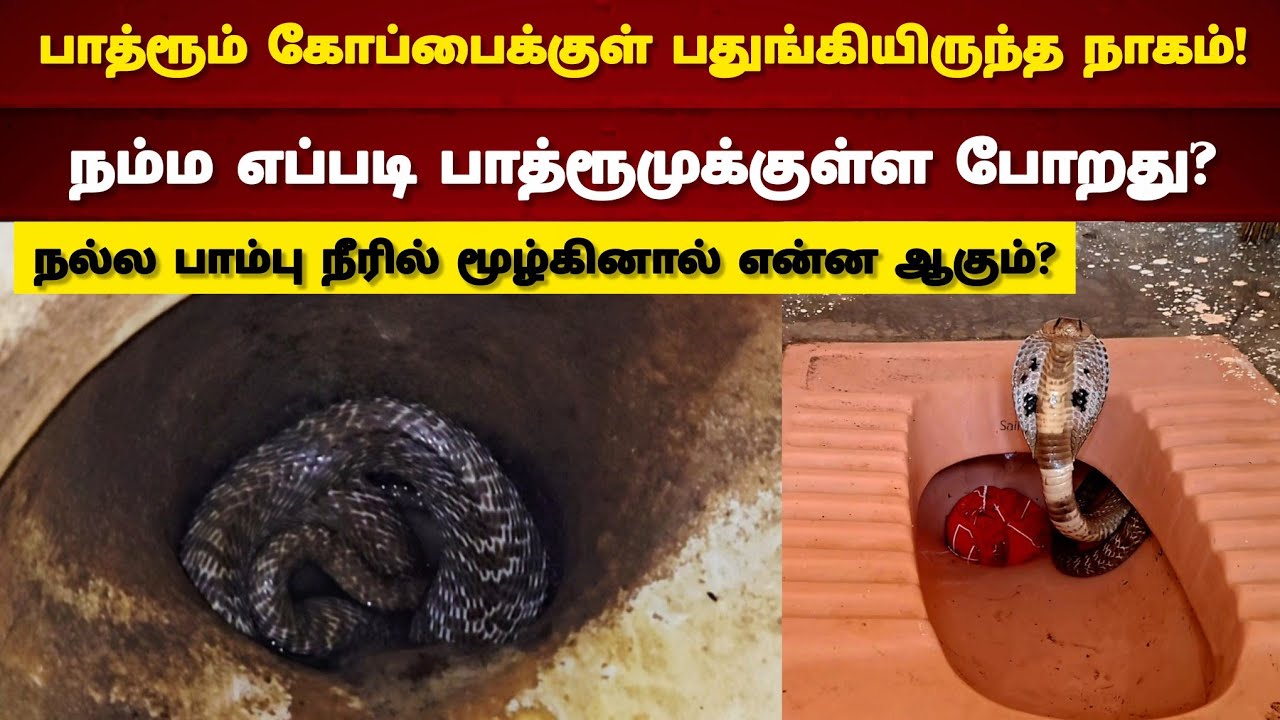 பாத்ரூம் கோப்பைக்குள் இது எப்படி படுத்து இருக்கு பாருங்க! | நல்ல பாம்பு தண்ணீருக்குள் போகுமா?