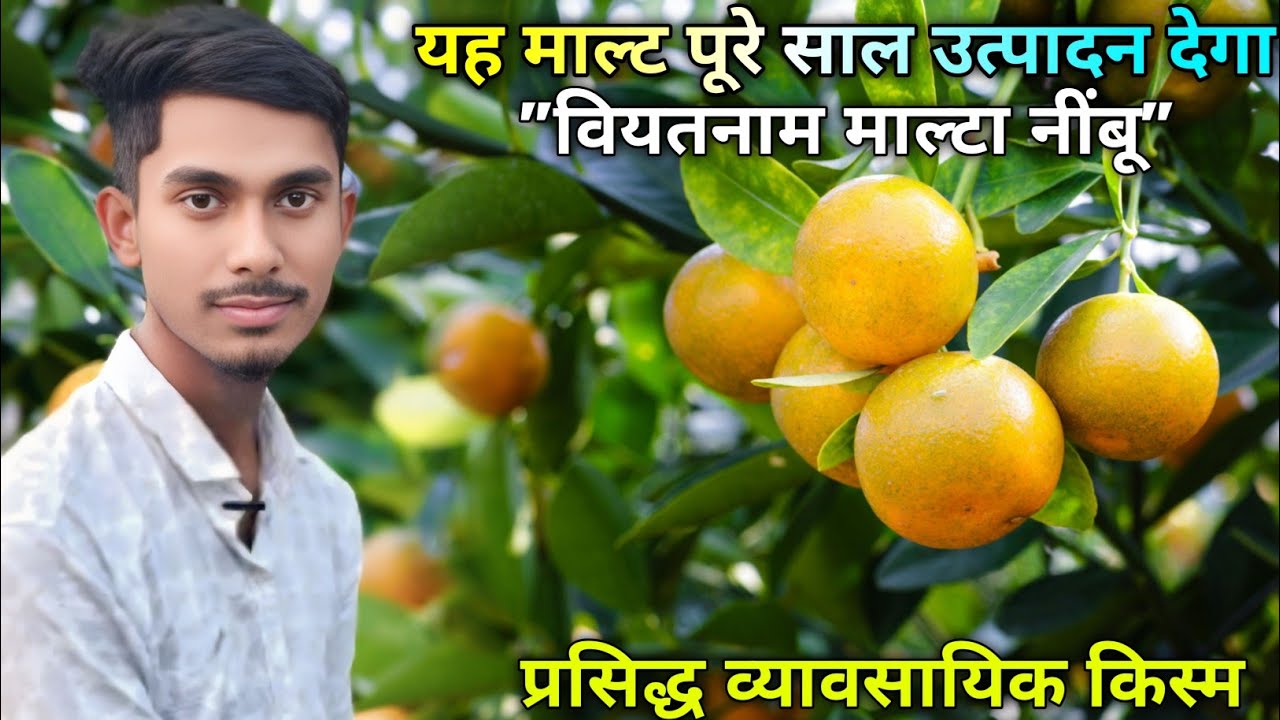 माल्टा के नींबू जो पूरे साल उपलब्ध रहते हैं। वियतनाम और माल्टा में खेती | ऑल टाइम माल्टा लेमन 