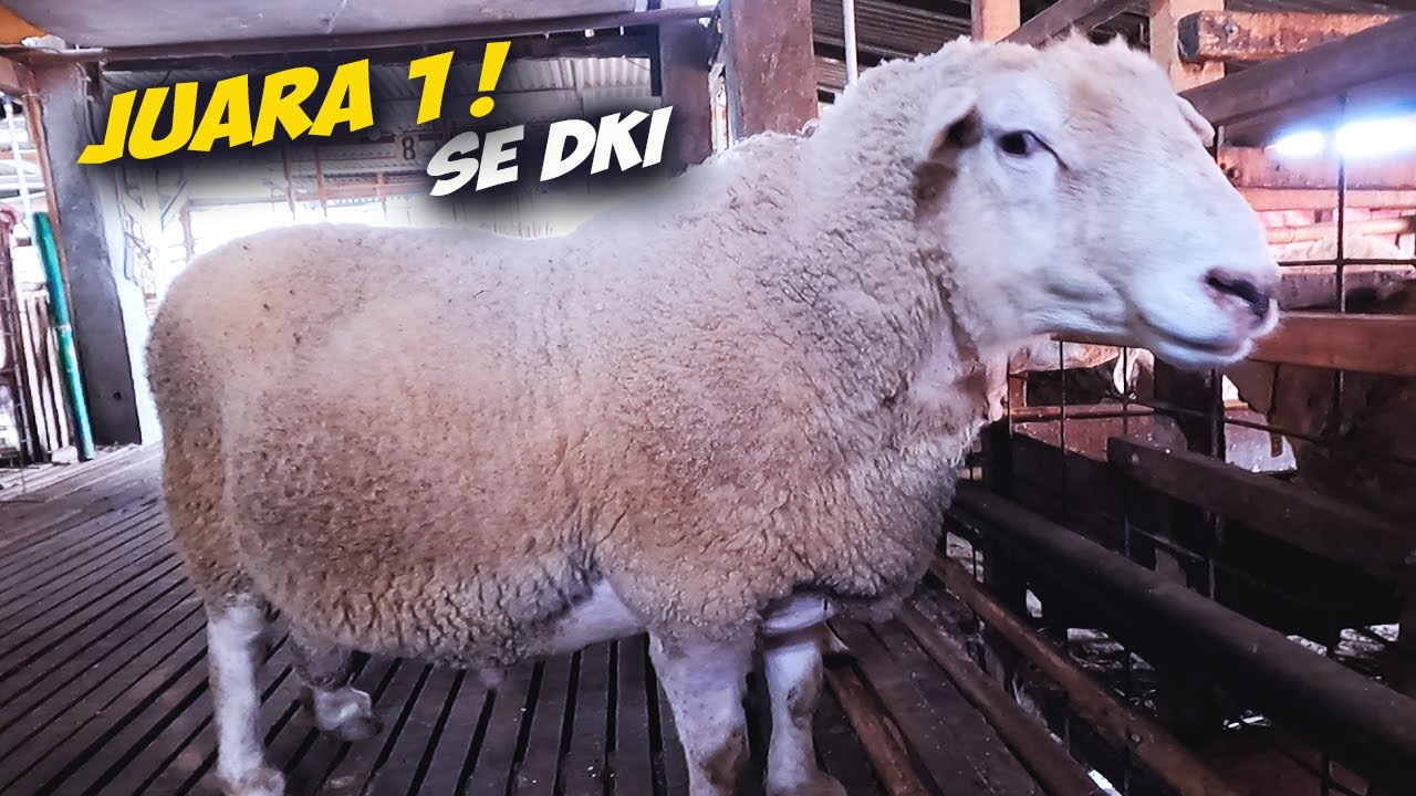 Harga ❗Domba Juara 1 Kontes DKI, Lebih Jumbo Dari Dorper Domba Texel Super Jumbo Siap Pindah Kandang