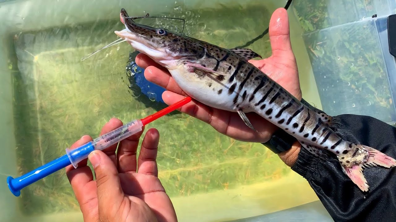 EMERGENCY SURGERY on PET FISH! *OPERATION*