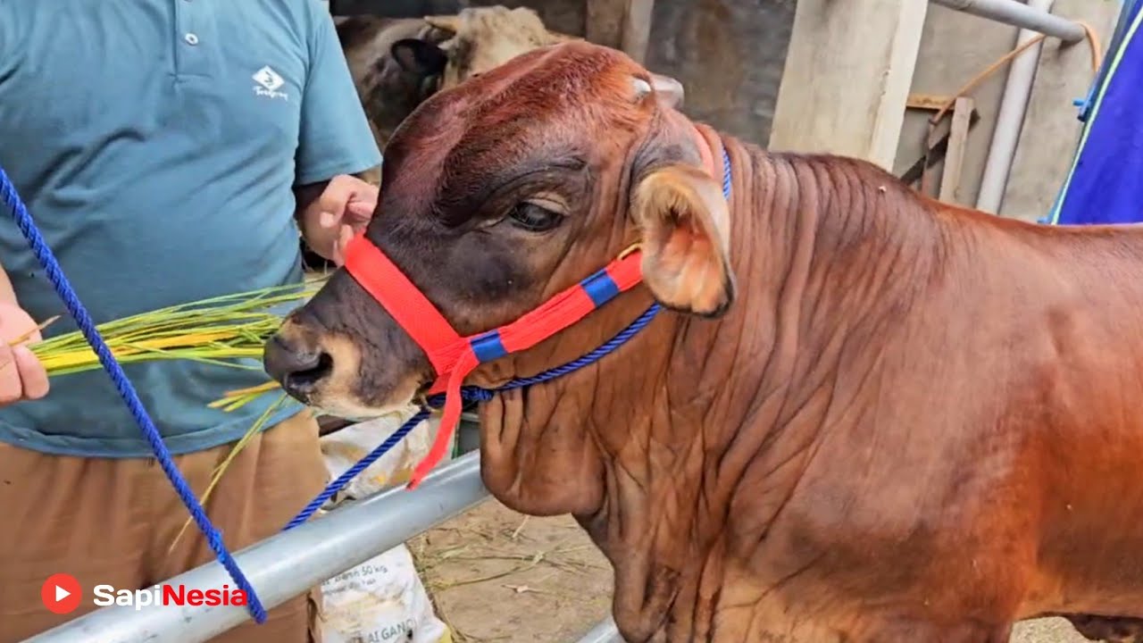 Sapi Jenis Crossing Yang Baru Banyak Di Cari Kolektor Peternak Indonesia !! Kandang Riza Andi Farm !