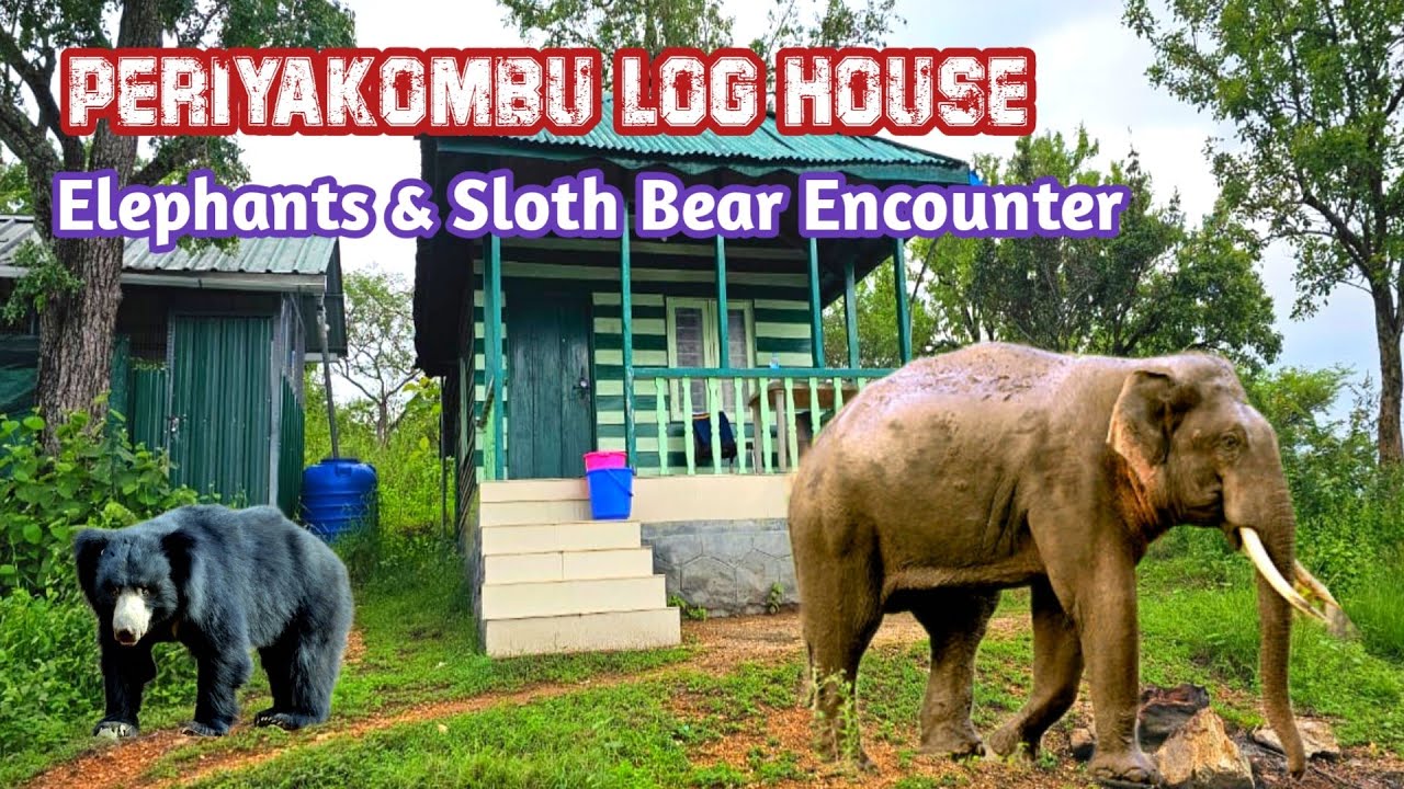 🦣🐻 Thrill Isolated Dense Elephant Forest Stay in Chinnar Wildlife Sanctuary | Jolly Trip