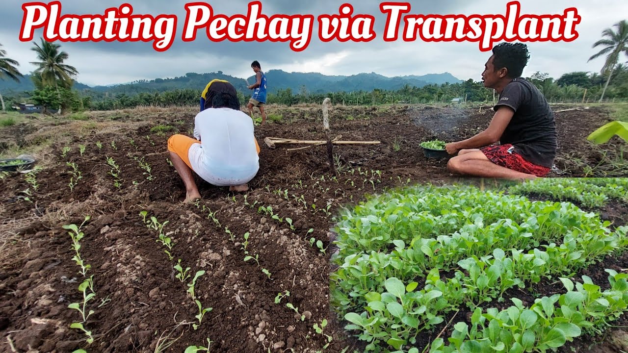 Mabisang Paraan sa Pag tanim ng Pechay