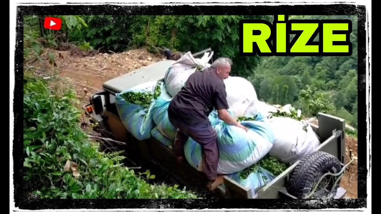ÇAY KESMEK ÇOK KOLAY !! ( Diyenler İzleyin )
