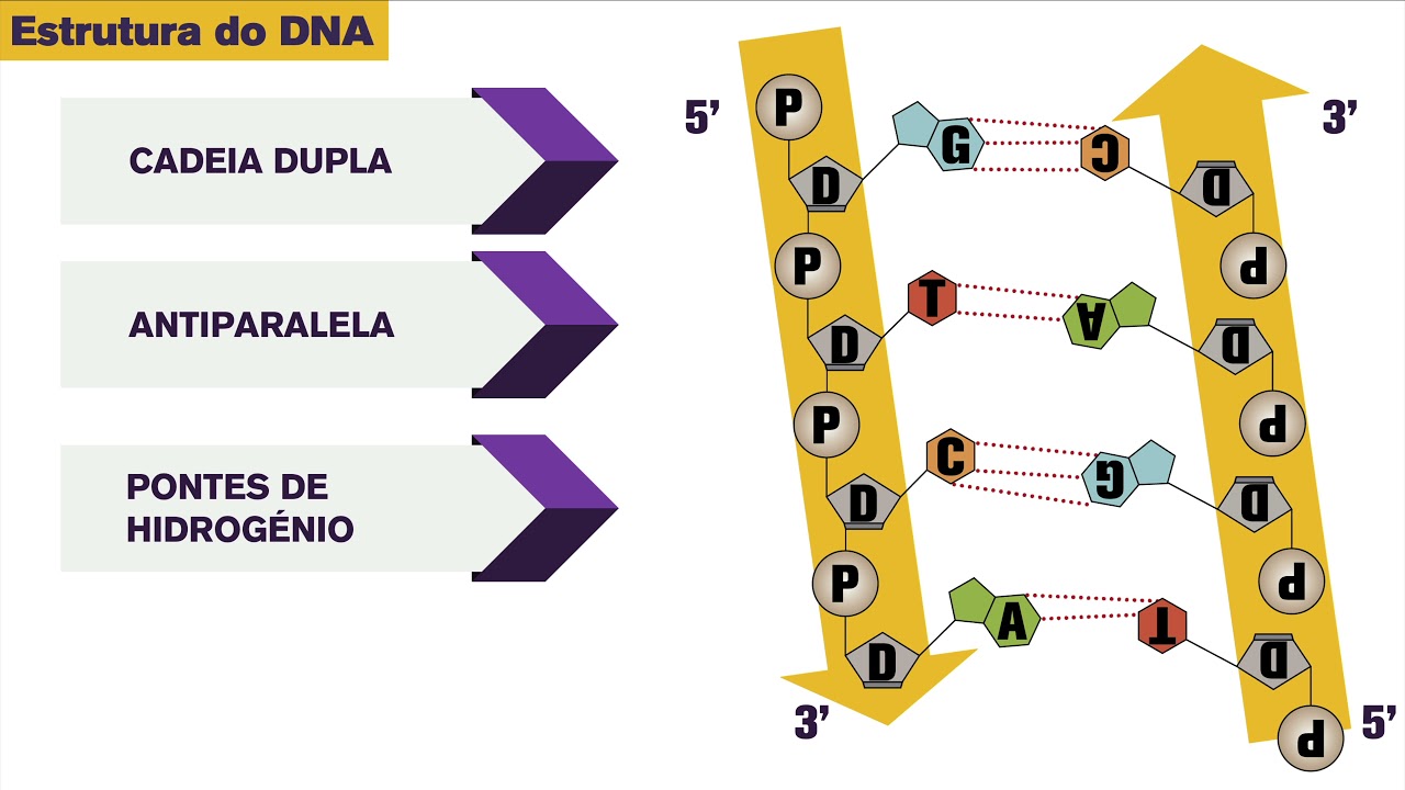 DNA