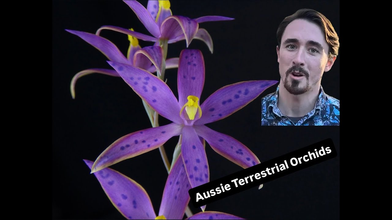 Australian Terrestrial Orchids: Lifecycle & Care with Nick Rust