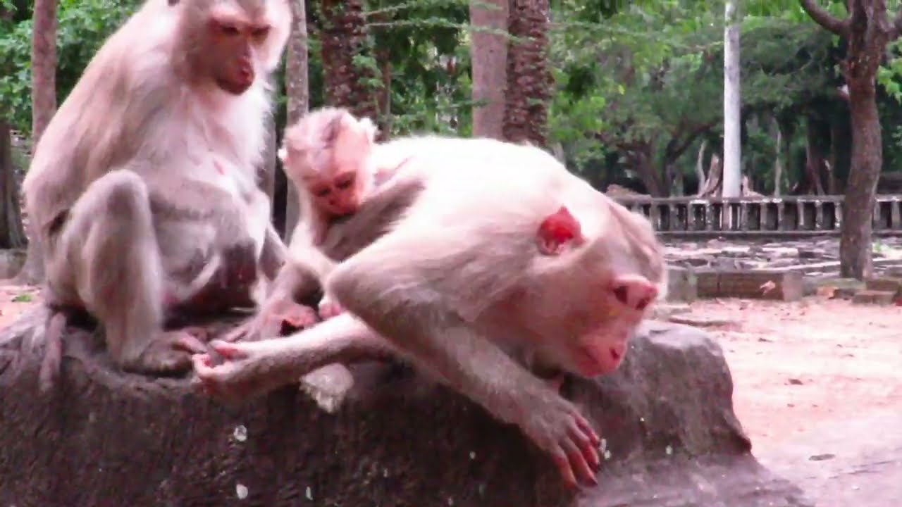 Mummy Monkey Trained her baby 😂