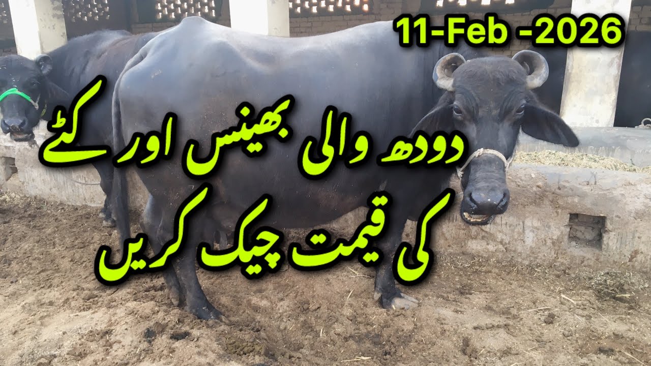 Milking Buffalo price 2026