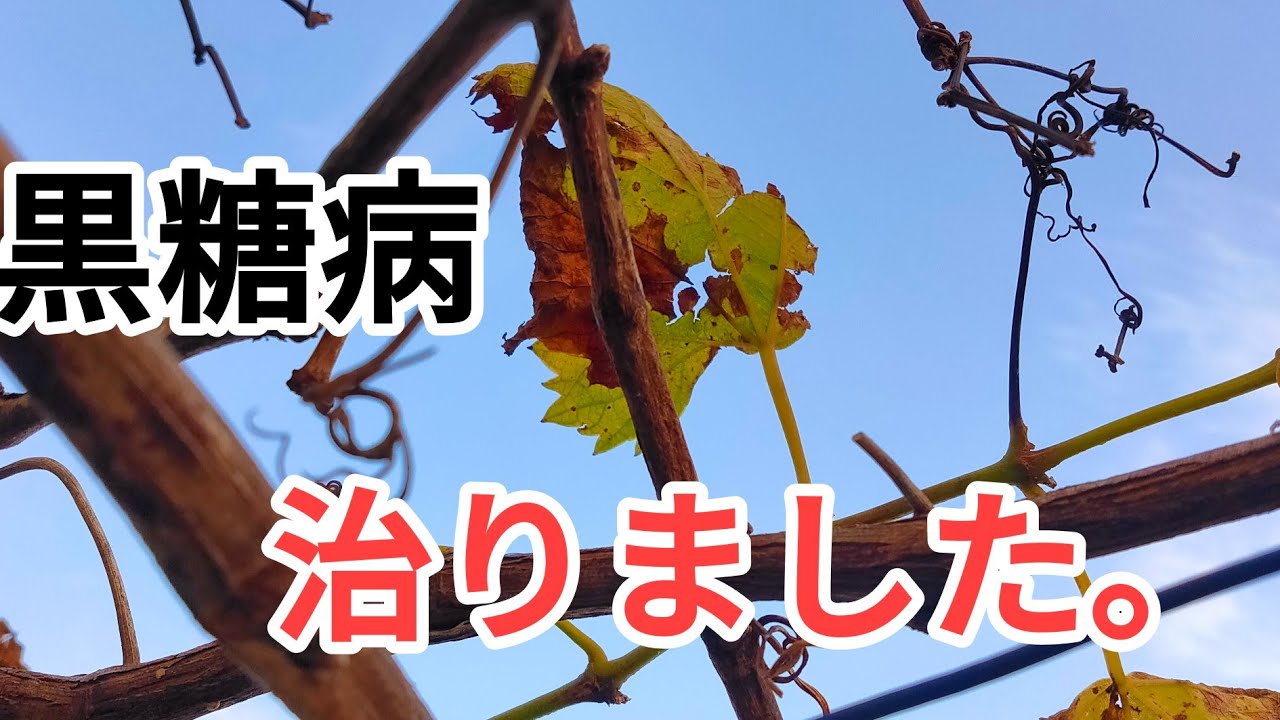 黒糖病が治りました！