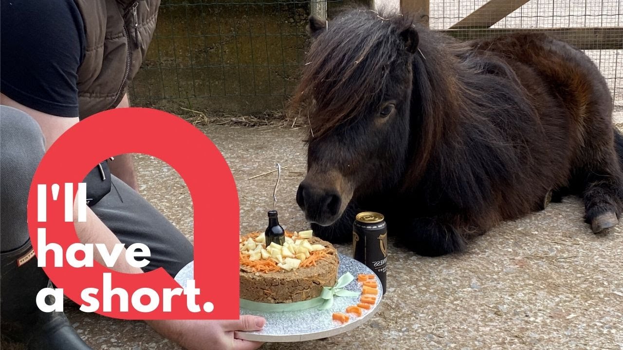 Guinness loving pony celebrates his birthday 🍺🐴| SWNS