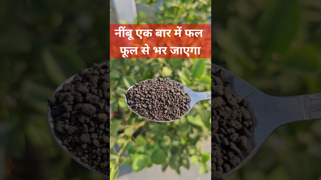 Lemon will be filled with fruits and flowers at once. Organic Fertilizer for Lemon Plant