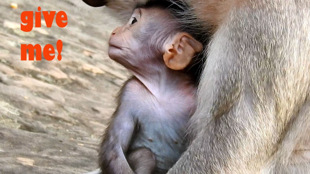 Poor, pity baby Monkey Cinn looking at mom Hand, So Hungry, baby Wanna Eat too