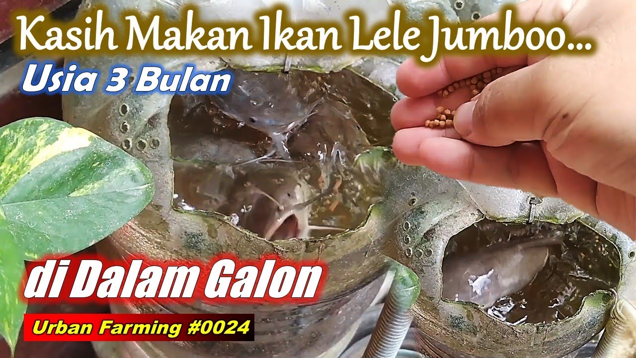 Seperti Ini Reaksi IKAN LELE JUMBO dalam galon Ketika diberi Makan...!!! || #vlog #ikan #2025