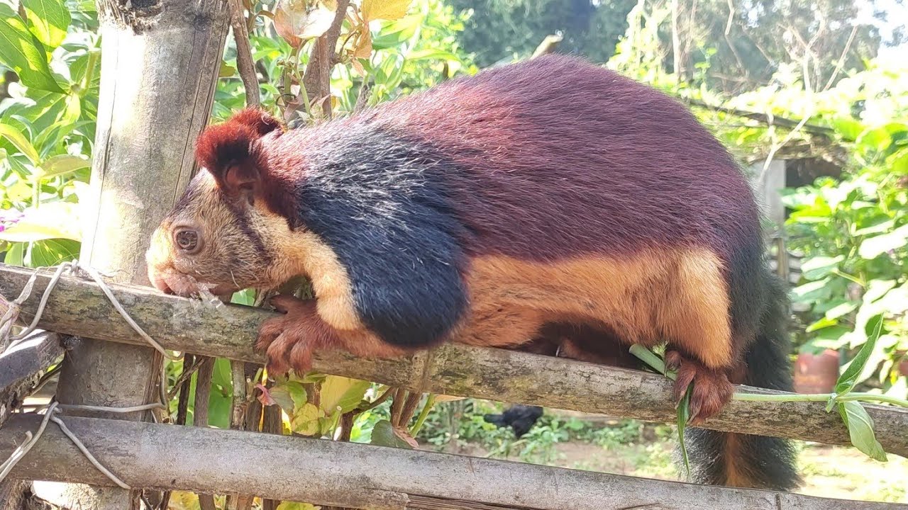 Indian giant Squirrel | Glimpses of the pet story | The Wild Animal lover |