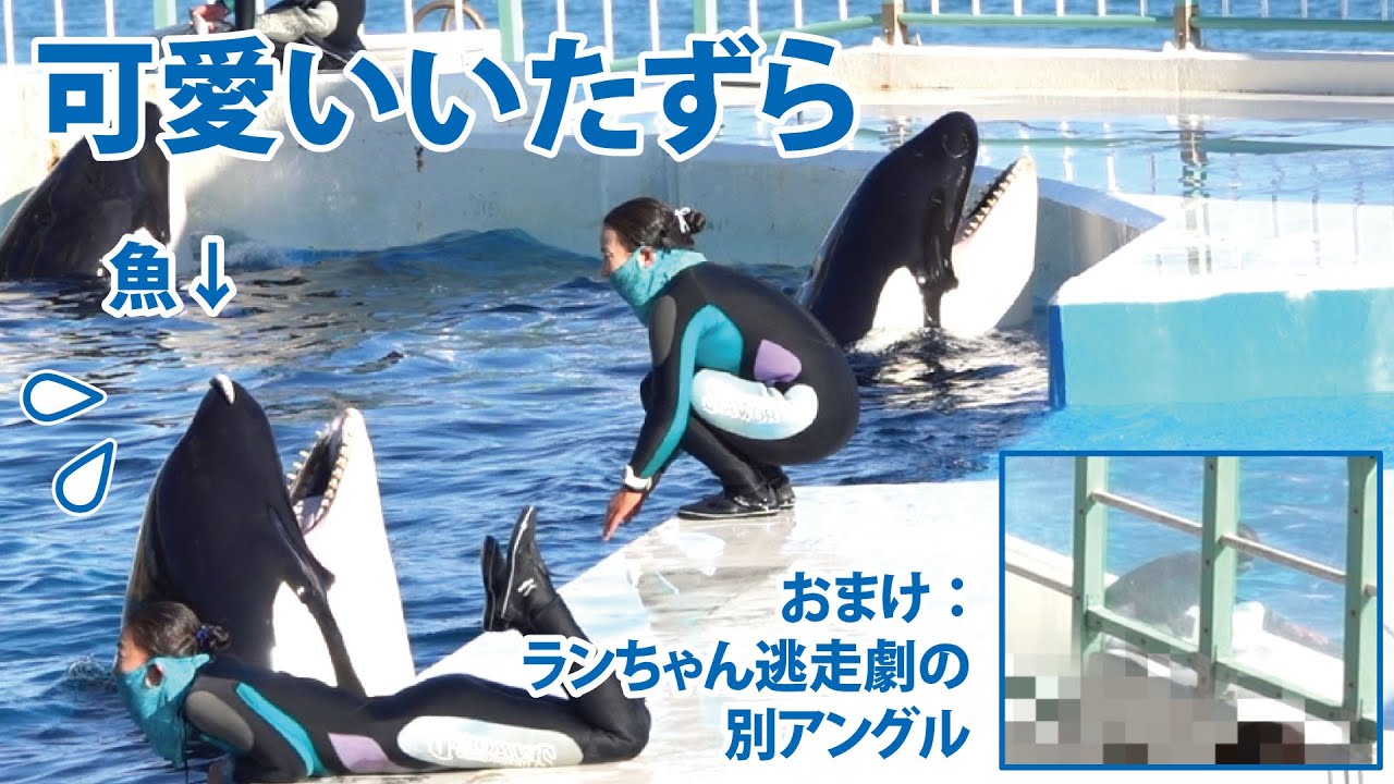 可愛いいたずら（おまけ：ランちゃん逃走劇の別アングル）【2020年11月5日14:00終了後　鴨川シーワールド　シャチパフォーマンス】Orca performance, Kamogawa Se