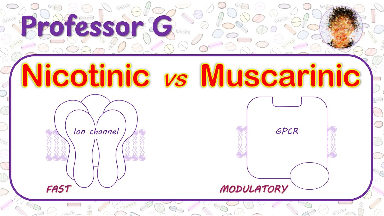 Nicotinic vs Muscarinic Receptors Explained | Mechanistic and Clinical Differences