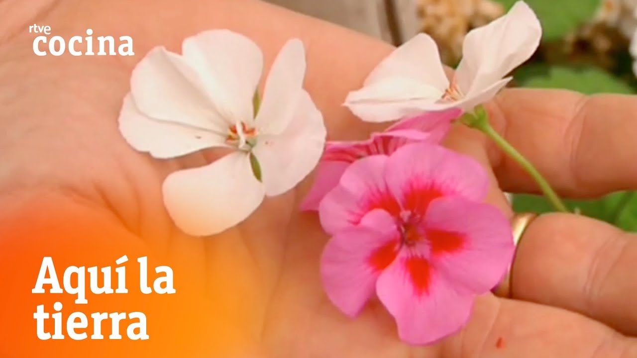 Flores con sabor a chicle - Aqu&iacute; la tierra | RTVE Cocina