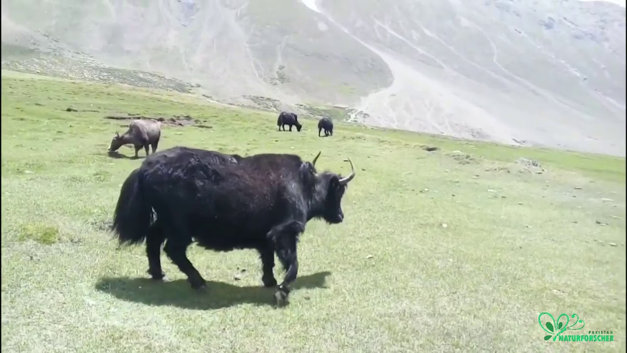 Karomber Lake and Darkot Pass Trek