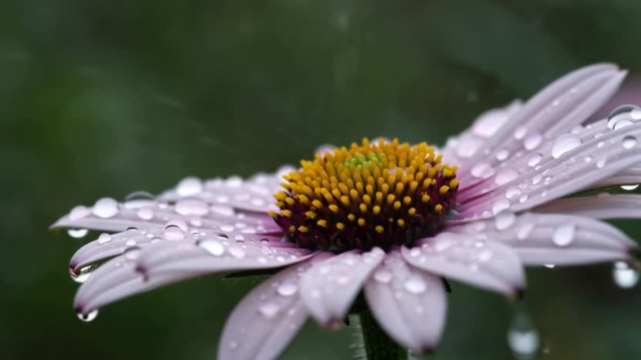 Warm Cup, Soft Rain – Coffee Time Jazz with Gentle Melody
