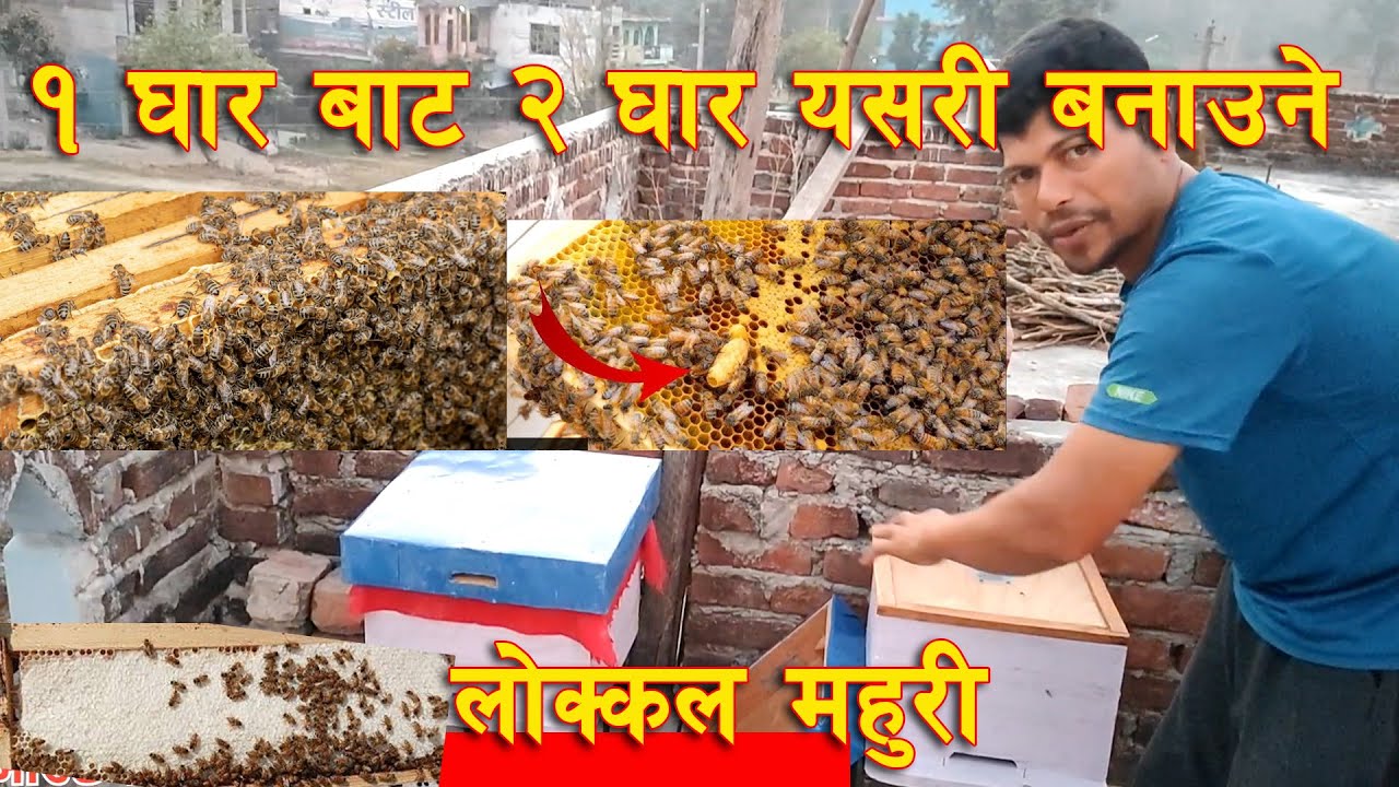 मौरी गोला विभाजन गर्ने सहि तरिका यो हो ! How To Bee Hive Division:  ! यस्तो हुन्छ रानी Queen of bees