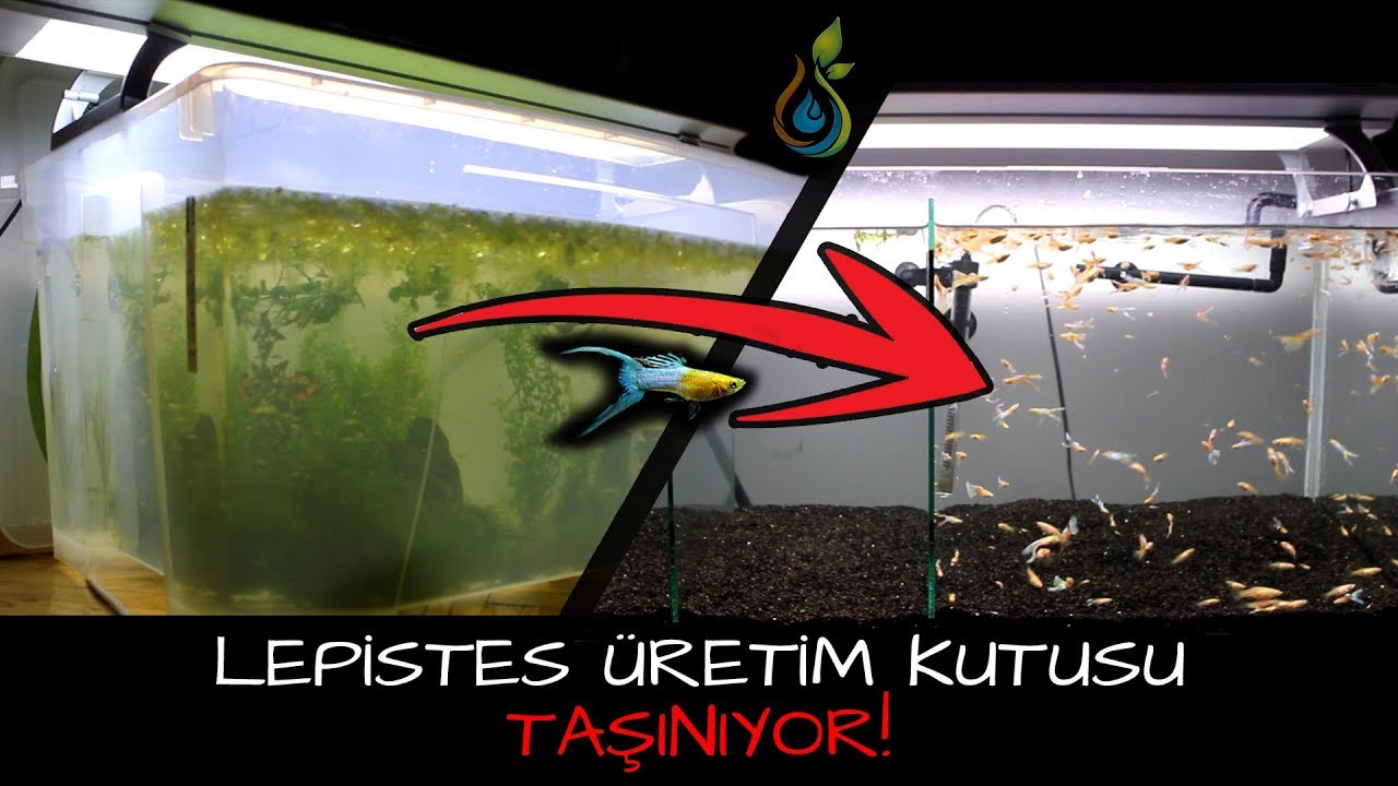 Lepistes Üretim Kutusu Taşınıyor  |  Plastik kaptan --- Akvaryuma