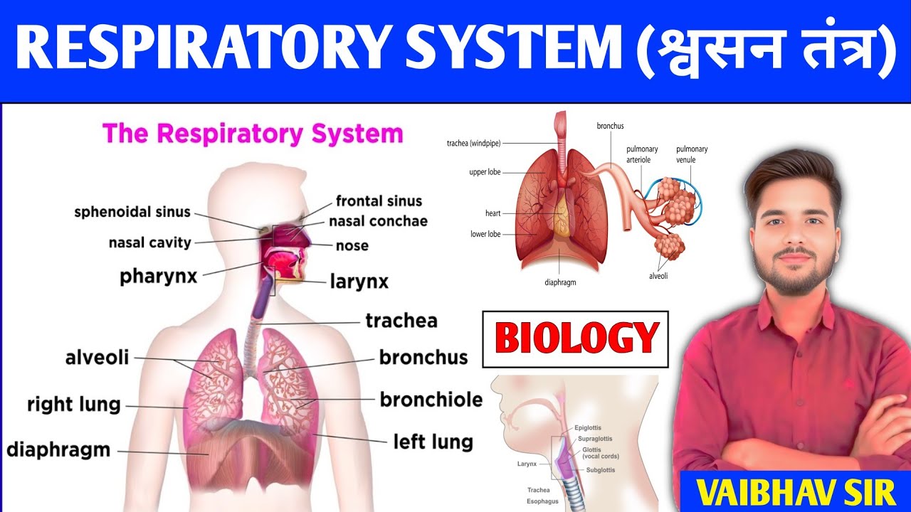 Respiratory System | श्वसन तंत्र | Anatomy & Physiology | Organs | Structure & Function 