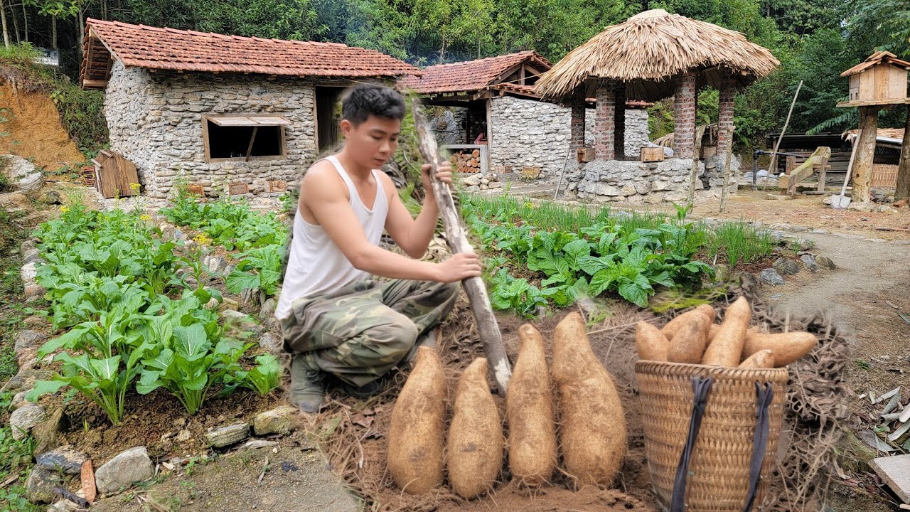 A Mountain Potato Harvesting Session and Preparing a Dish from Wild Potatoes