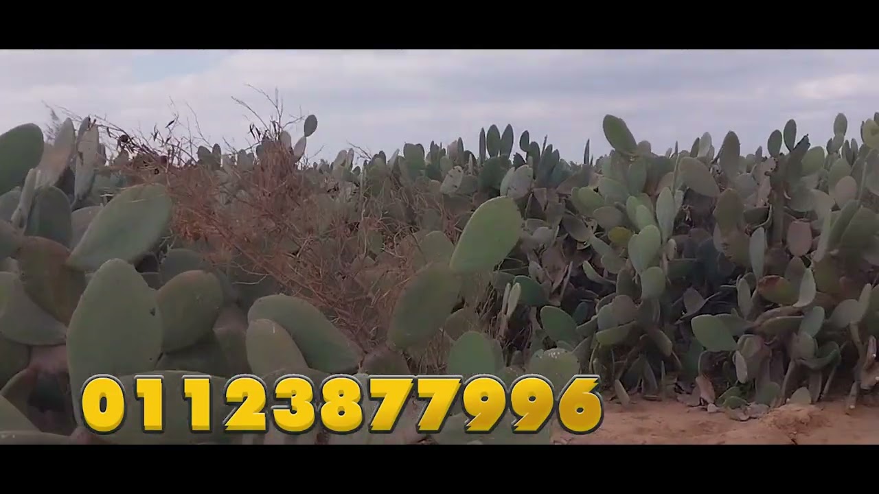 امتلك مزرعتك الآن 🌿 عروض قوية في وادي الملاك والقنطرة شرق | تبدأ من 1400 متر