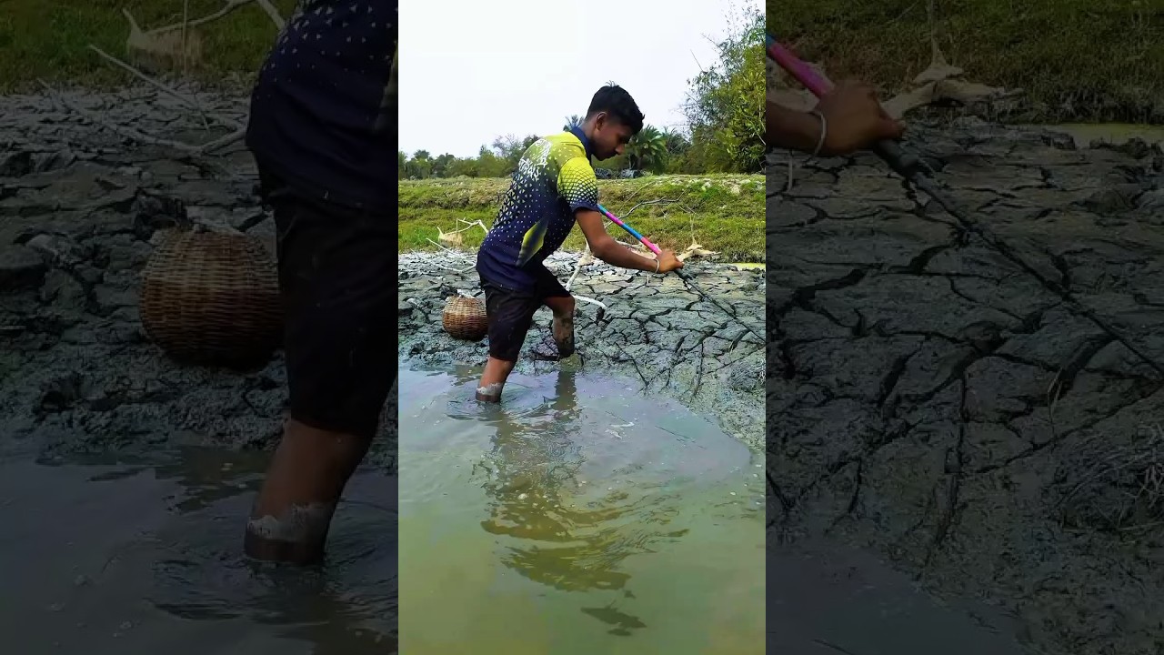 Traditional Eel Fishing Technique 🎣😱 Part 43 #shorts #fishing #youtubeshorts
