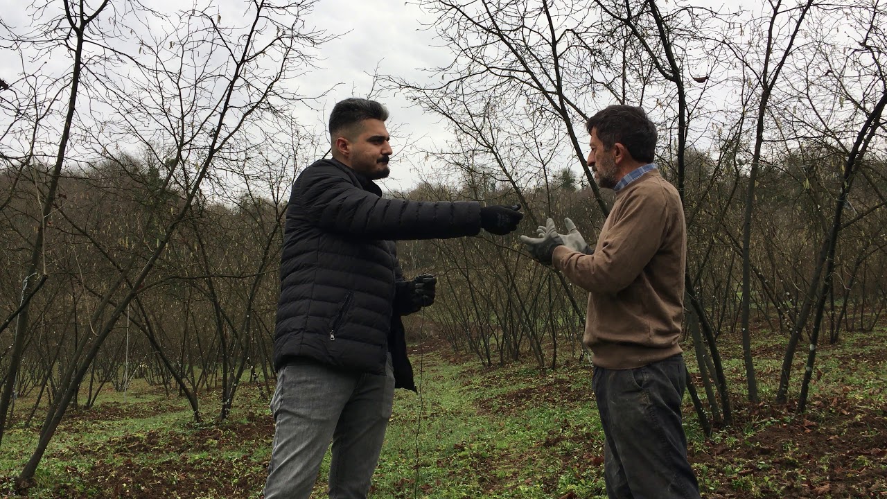 Fındıkta Kireçleme