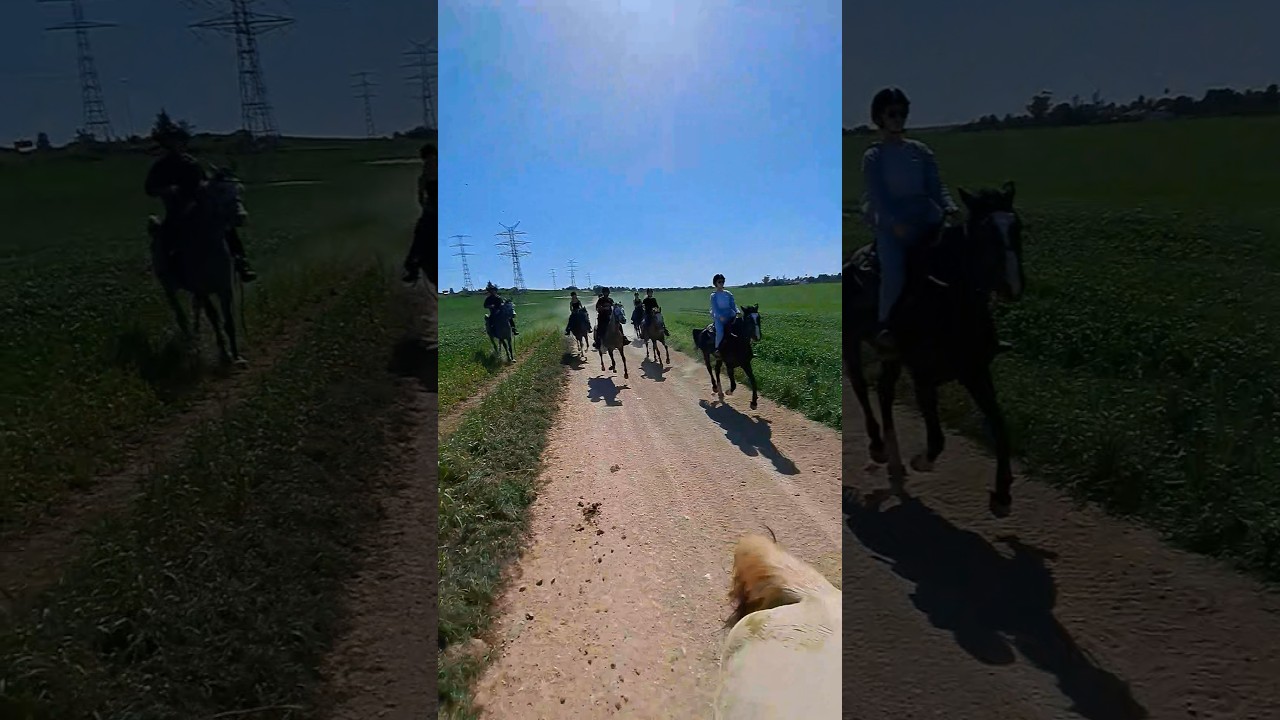 20.02.26 #doronfarmbenshemen #ridinghorses  #horse