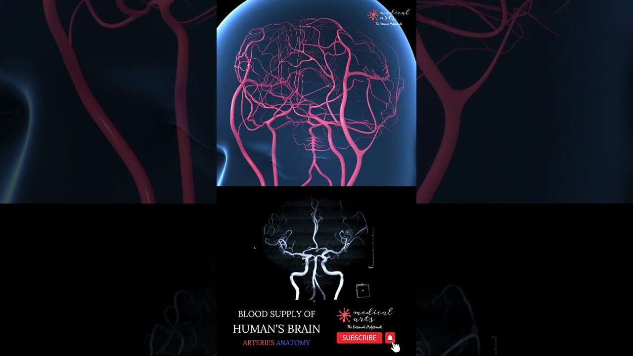 Blood Supply Of Brain [] Cerebral Arterial Circle 🧠 [] Circle Of Willis #shorts