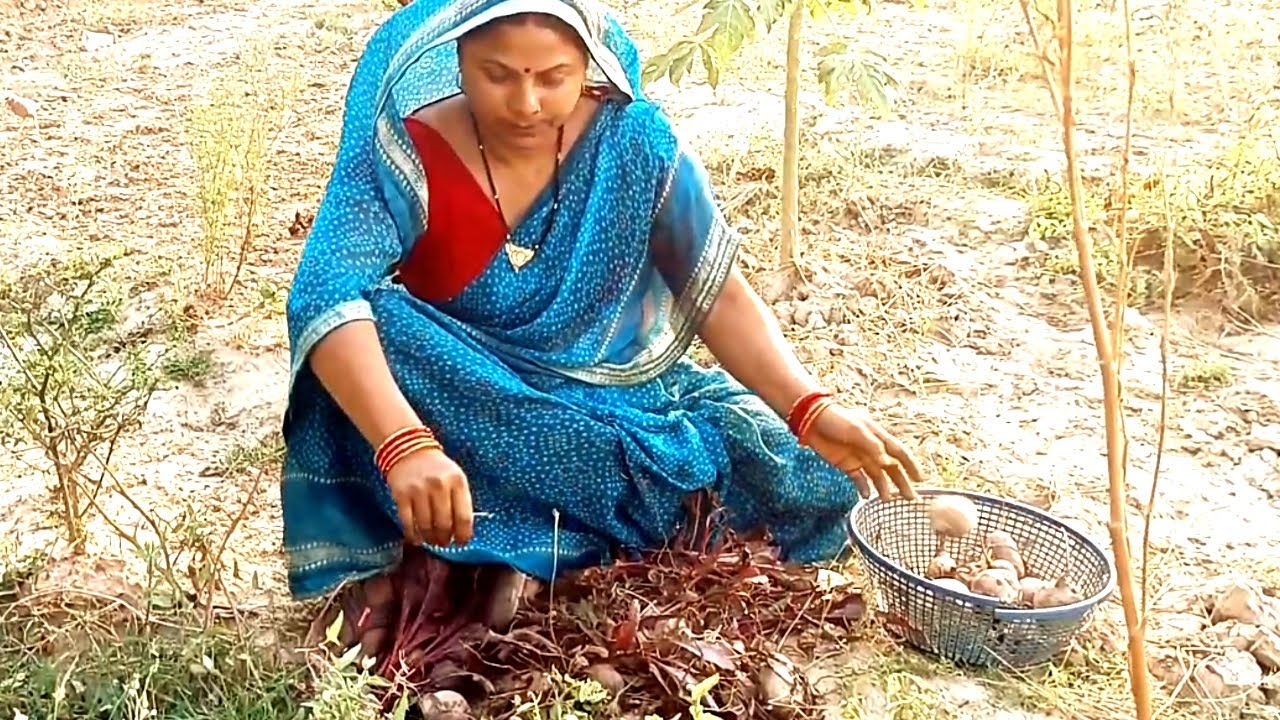 खेतोँ में कुछ चुकंदर रह गए थे तो आज हमने उसका इससे बेहतर उपाय कुछ नहींसमझा | Chukandr ka hlwa
